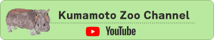 Kumamoto Zoo Channel Youtube